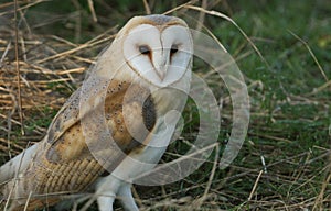 A hunting Barn Owl, Tyto alba, resting in the long grass.