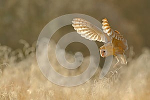 Hunting Barn Owl, wild bird in morning nice light, animal in the nature habitat, landing in the grass, action scene, France