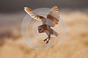 Hunting Barn Owl, wild bird in morning nice light. Beautiful animal in the nature habitat. Action wildlife scene. Morning Wildlife