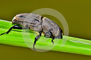 A Hunting Billbug feeding from a plant stem. photo