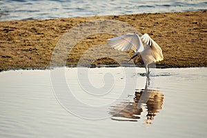 Caza pájaro ondulación alas reflexión sobre el Agua 