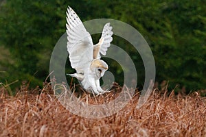 Hunting bird in flight. Barn Owl, Tyto alba, flying above red grass in rain. Owl landing with spread wings, talons ready to catch