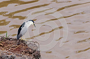 Hunting bird on the river`s edge