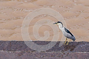 Hunting bird on the river`s edge