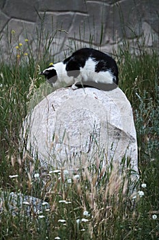 Hunting black and white cat on a stone
