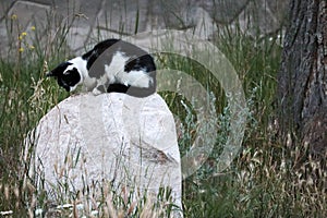 Hunting black and white cat on a stone
