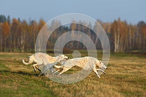 Hunting with borzoi dogs