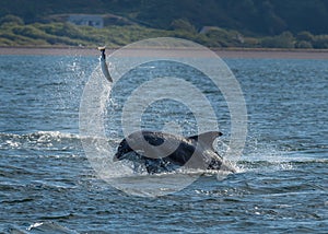 Hunting Bottlenose Dolphin Spectacularly Catches Salmon In The Moray Firth Near Inverness In Scotland