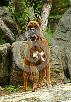 Hunting boxer