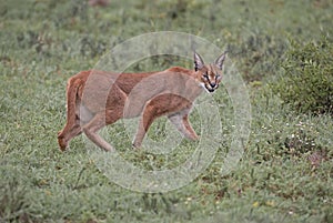 Hunting caracal