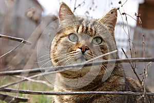 A hunting cat