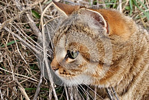 A hunting cat