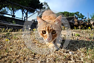 Hunting cat