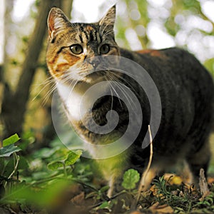 Hunting Cat