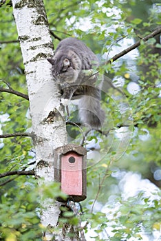 Hunting cat climbing up birch tree with birdhouse