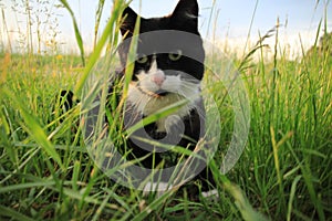 The hunting cat at the countryside at sunset in the summer.