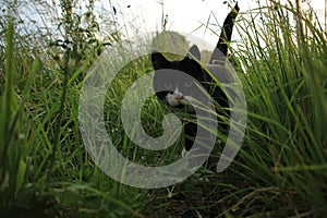 The hunting cat at the countryside at sunset in the summer.