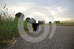 The hunting cat at the countryside at sunset in the summer.