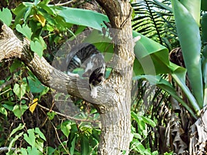 Hunting Cat Descend From Tree