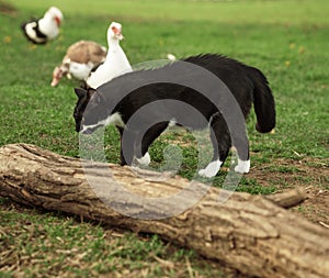 Hunting cat. duck threat. Cat and ducks on the background of green grass