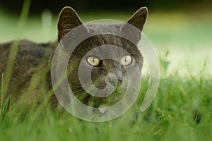 Hunting cat in grass