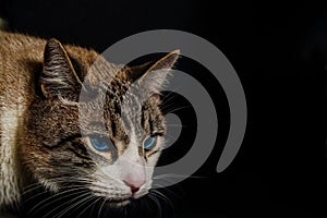 Hunting cat, gray and white cat, attacking animal