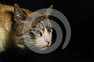 Hunting cat, gray and white cat, attacking animal