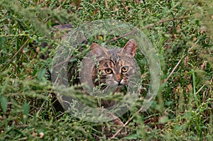 hunting cat hiding in the grass