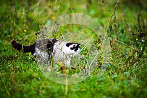 hunting cat jumping through grass