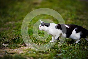 hunting cat jumping through grass