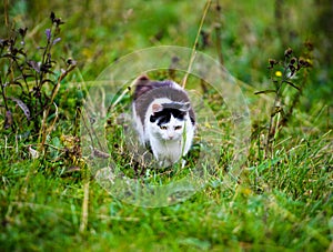 hunting cat jumping through grass