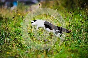 hunting cat jumping through grass