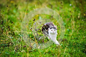 hunting cat jumping through grass