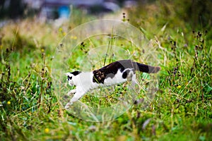 hunting cat jumping through grass