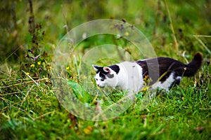 hunting cat jumping through grass