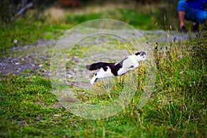 hunting cat jumping through grass