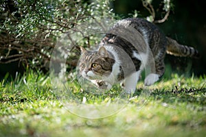 Hunting cat outdoors in nature