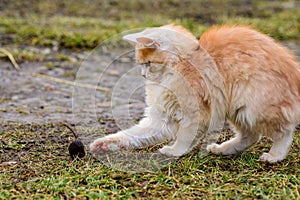 After hunting, a cat plays with its prey, a cat and a mole in nature