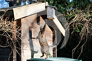Hunting cat reaching birdhouse