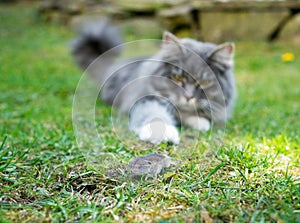 hunting cat reaching for mouse