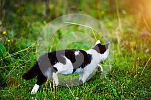 hunting cat running through grass