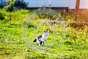 hunting cat running through grass