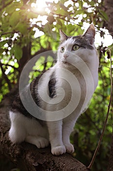 Hunting cat sit on the tree