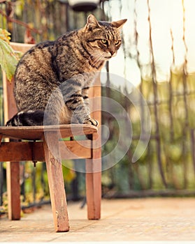 Hunting cat sitting on rustic chair