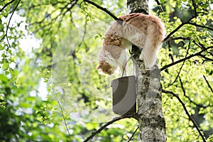 Hunting cat trying to reach bird house on tree