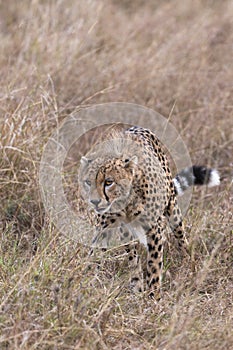 Hunting cheetah prowls through long grass closeup