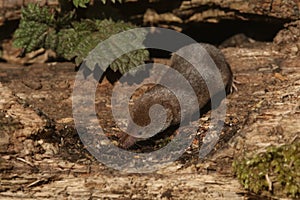 A hunting Common Shrew Sorex araneus.