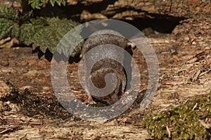 A hunting Common Shrew Sorex araneus.