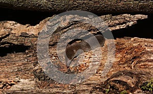 A hunting Common Shrew Sorex araneus.