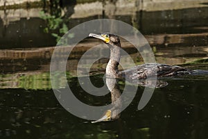 A hunting Cormorant, Phalacrocorax carbo, swimming on a river. Its reflection showing in the water.